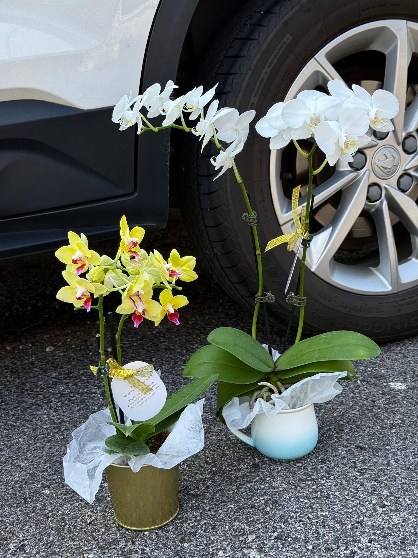 Everlasting Love Orchid Gift Set