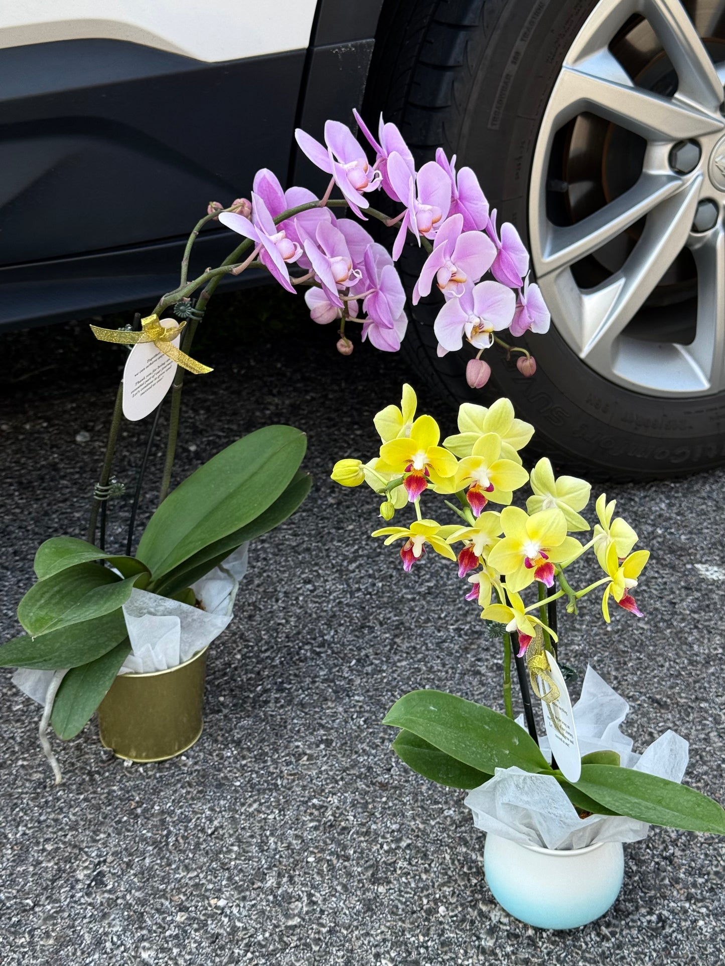 Everlasting Love Orchid Gift Set