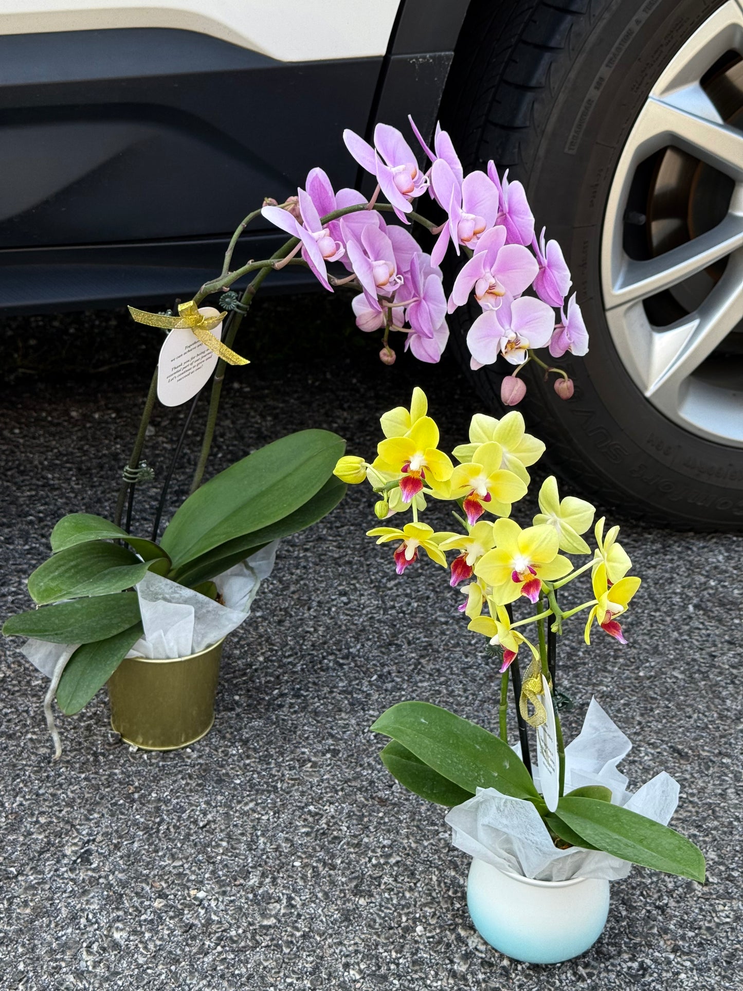 Everlasting Love Orchid Gift Set